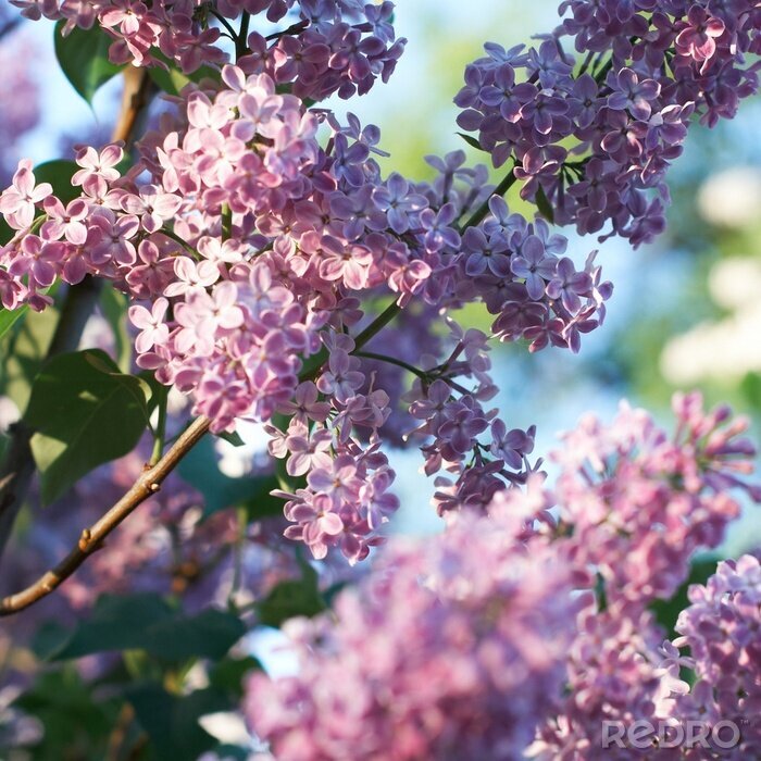Fotobehang Lentevlier als natuur