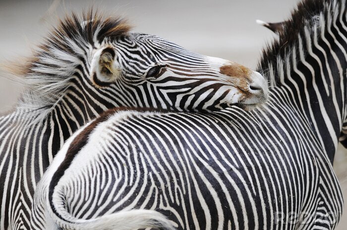 Fotobehang Leuke zebradieren