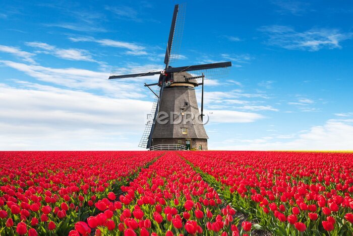 Fotobehang Levendige tulpen veld met Nederlandse molen