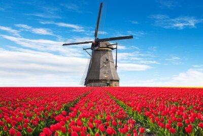 Fotobehang Levendige tulpen veld met Nederlandse molen