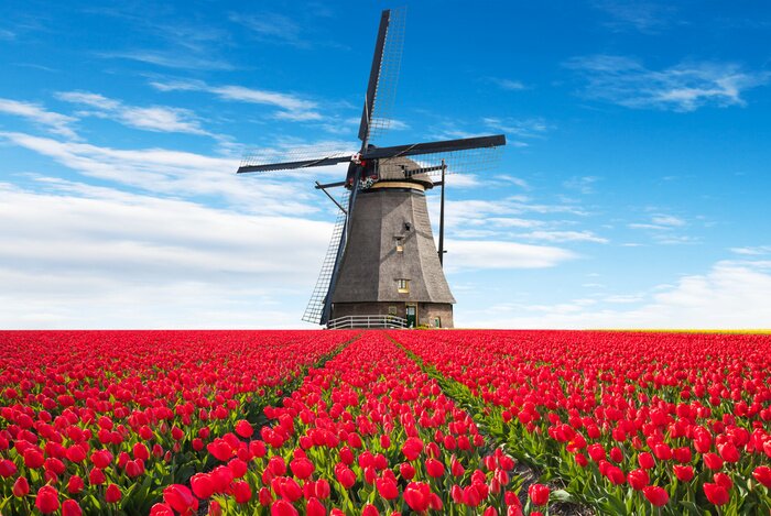 Fotobehang Levendige tulpen veld met Nederlandse molen