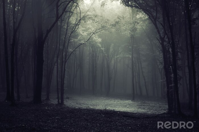 Fotobehang Licht in het bos