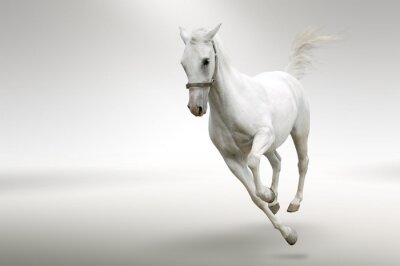 Fotobehang Licht paard in beweging