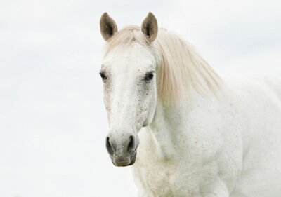 Fotobehang Licht paard met witte manen