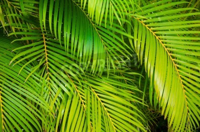 Fotobehang Lichtgroen tropisch blad