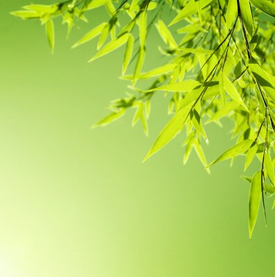 Fotobehang Lichtgroene bamboebladeren