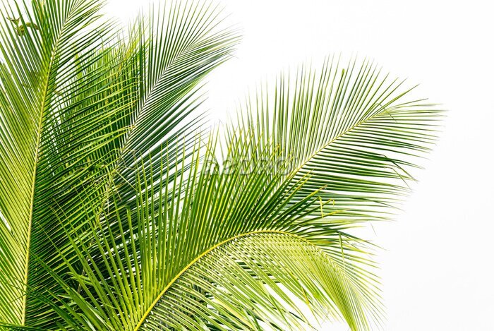 Fotobehang Lichtgroene bladeren van een kokospalm