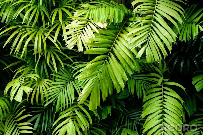 Fotobehang Lichtgroene planten in de jungle