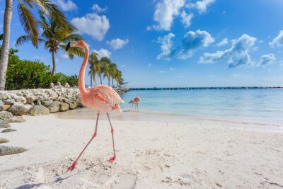Fotobehang Lichtroze flamingo op het strand