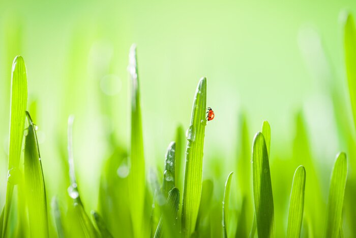 Fotobehang Lieveheersbeestje op een grassprietje