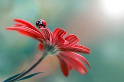 Lieveheersbeestje op een rode bloem