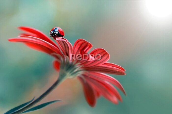 Fotobehang Lieveheersbeestje op een rode bloem