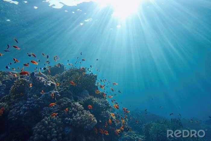 Fotobehang Life-giving sunlight underwater. Sun beams shinning underwater on the tropical coral reef. Ecosystem and environment conservatio