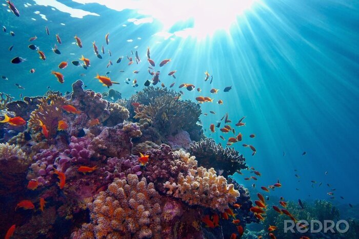 Fotobehang Life-giving sunlight underwater. Sun beams shinning underwater on the tropical coral reef.Ecosystem and environment conservation