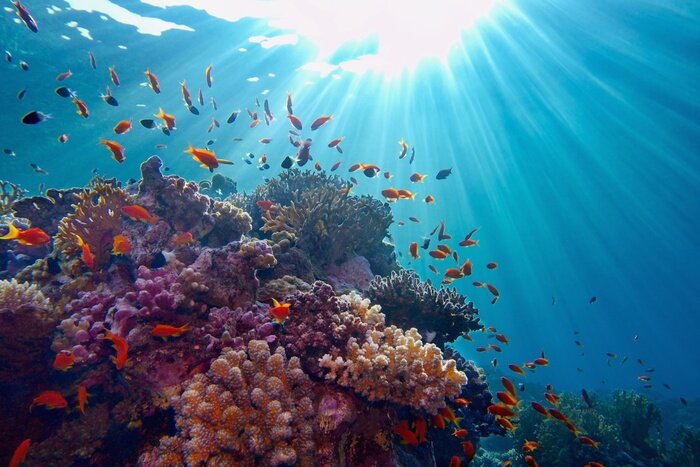 Fotobehang Life-giving sunlight underwater. Sun beams shinning underwater on the tropical coral reef.Ecosystem and environment conservation