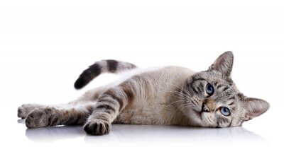 Fotobehang Liggende gestreepte kat