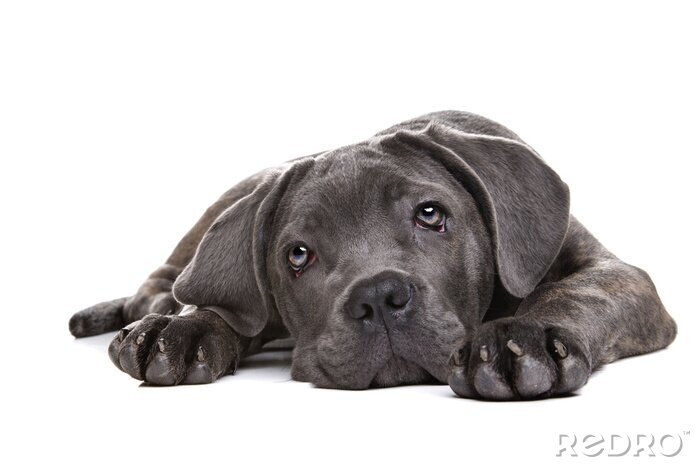 Fotobehang Liggende grijze hond