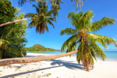 Liggende palmbomen op het strand