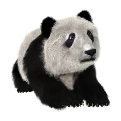 Fotobehang Liggende pandabeer