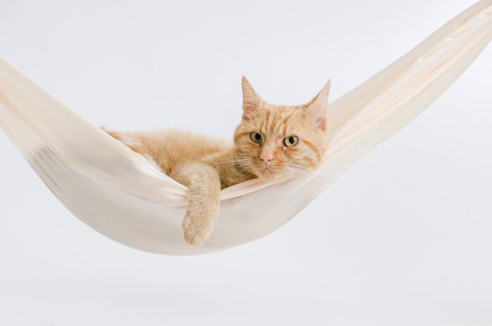 Fotobehang Liggende rosse kat