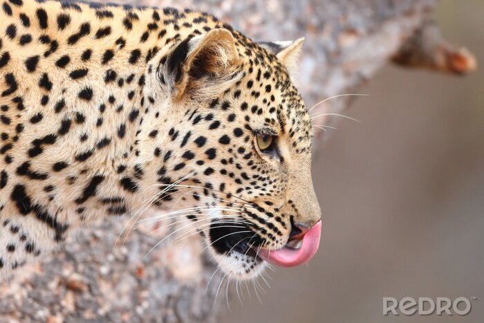 Fotobehang Likkend Afrikaans dier