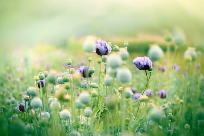 Fotobehang Lila klaprozen op een veld