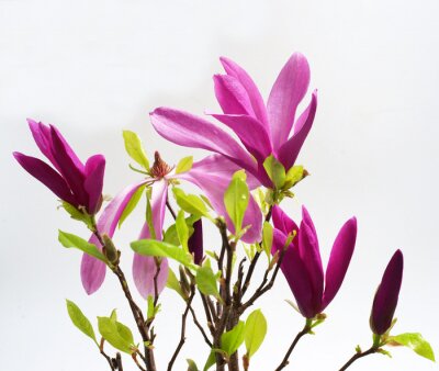 Fotobehang Lila magnolia