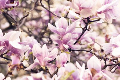Fotobehang Lila magnolia bloemblaadjes