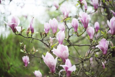 Fotobehang Lila magnolia boom