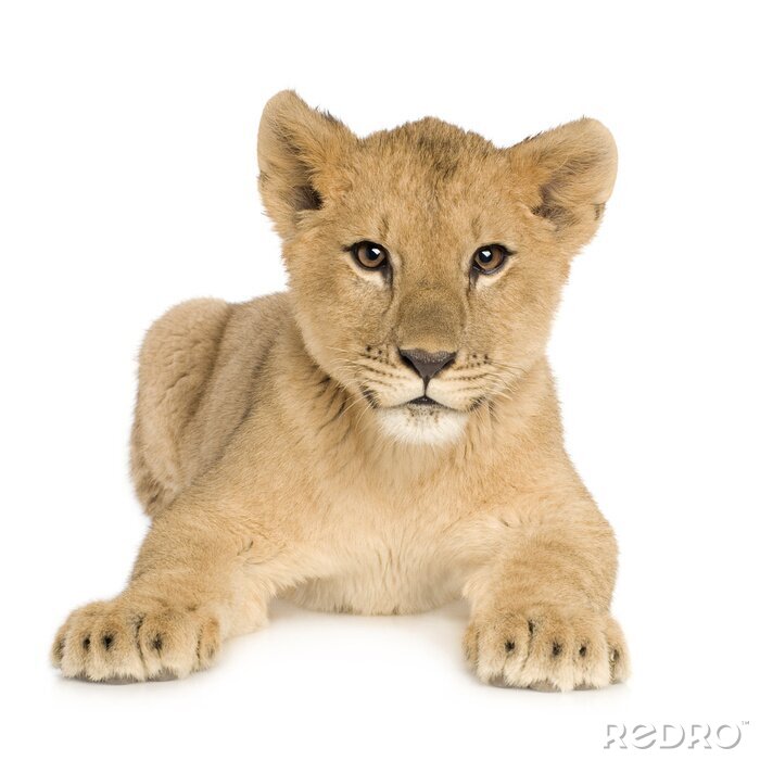 Fotobehang Lion Cub (5 maanden)