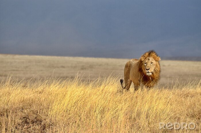 Fotobehang Lonely Lion