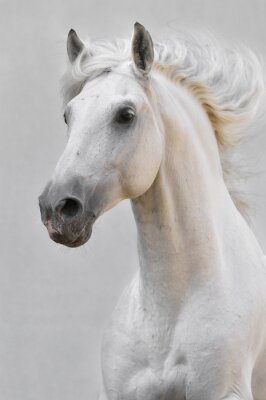 Fotobehang Lopend Arabisch paard