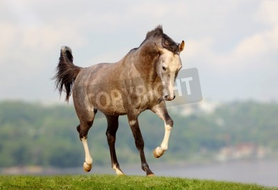 Fotobehang Lopend grijs paard