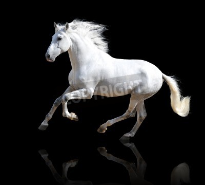Fotobehang Lopend wit paard