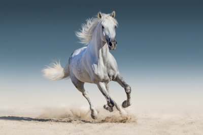 Lopend wit paard op het zand