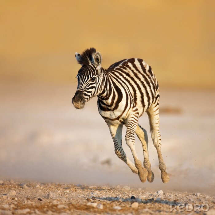 Fotobehang Lopend zebradier
