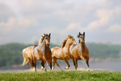 Lopende groep paarden