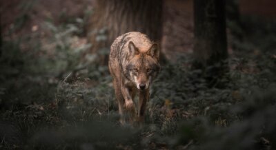 Lopende wolf midden in de natuur