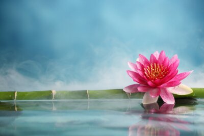 Fotobehang Lotus op het wateroppervlak