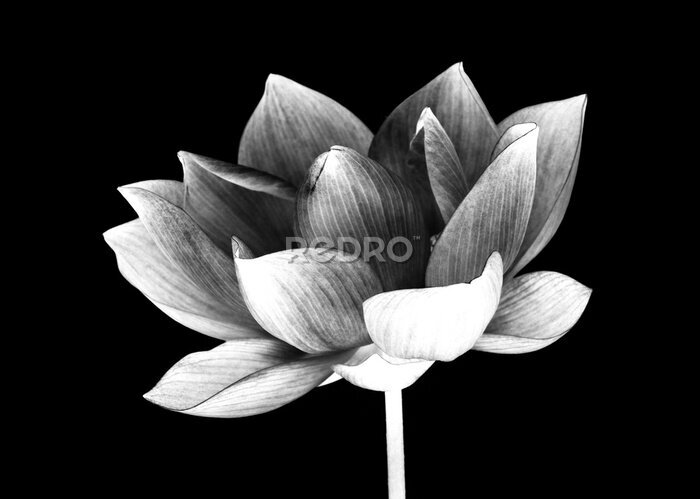 Fotobehang Lotusbloem op zwarte achtergrond