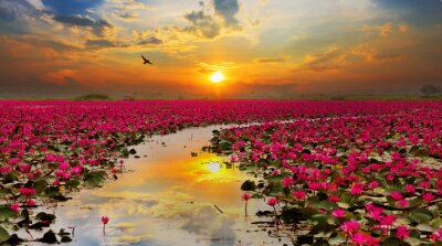 Fotobehang Lotusbloemen op het water bij zonsondergang