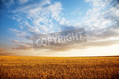Fotobehang Lucht boven een gouden veld