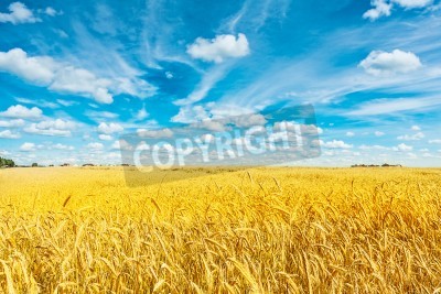 Fotobehang Lucht boven een zonnig veld