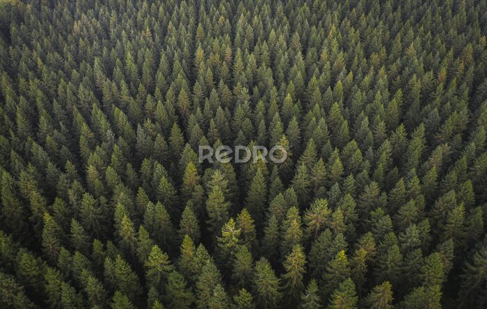 Fotobehang Lucht naaldbos