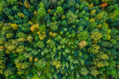 Fotobehang Luchtfoto van herfst bomen. Kleurrijke bomen van bovenaf.