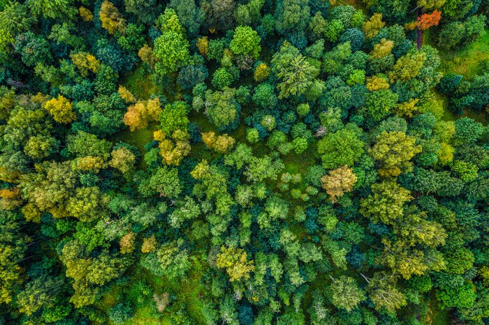 Fotobehang Luchtfoto van herfst bomen. Kleurrijke bomen van bovenaf.