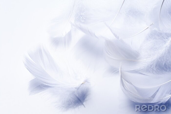 Fotobehang Luchtige witte veren