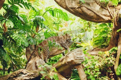Fotobehang Luipaard in de jungle