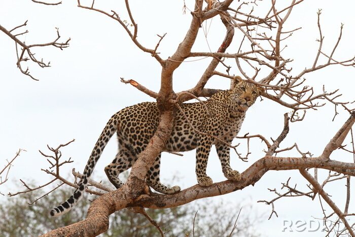 Fotobehang Luipaard staat op een boom