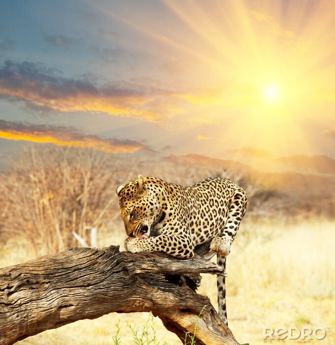 Fotobehang Luipaarddier in de ondergaande zon